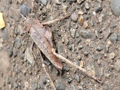 Balboana tibialis