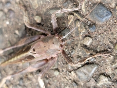 Balboana tibialis