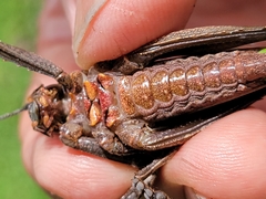 Balboana tibialis