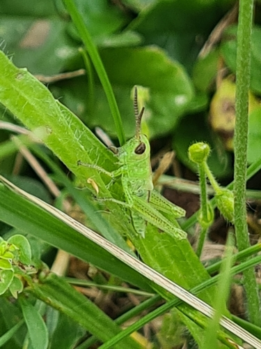 Photo of Leek Grasshopper (Mecostethus parapleurus)