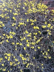Forsythia viridissima