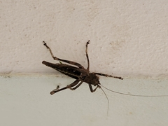 Balboana tibialis