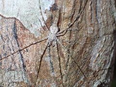 Neotama mexicana