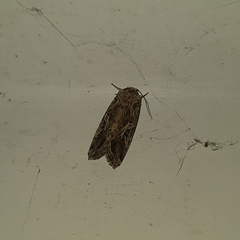 Spodoptera litura