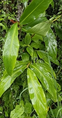 Hedychium spicatum