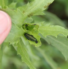 Trirhabda luteocincta