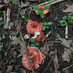 Russula paludosa