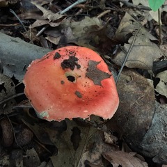 Russula paludosa