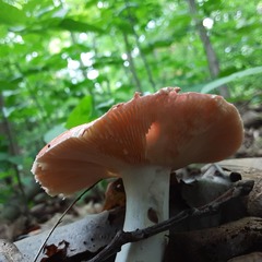 Russula paludosa