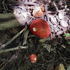 Russula paludosa