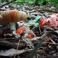 Russula paludosa