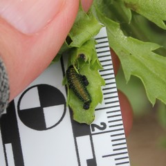 Trirhabda luteocincta