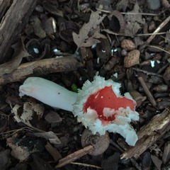 Russula paludosa