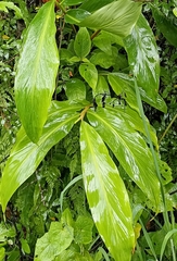 Hedychium spicatum