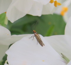 Micropterix