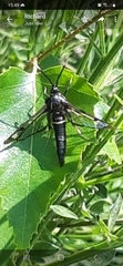 Synanthedon spheciformis
