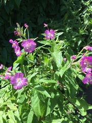 Epilobium hirsutum