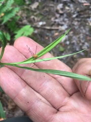 Leiobunum ventricosum