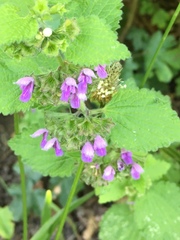 Ballota nigra