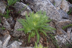 Cirsium eatonii