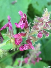 Stachys sylvatica