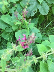 Stachys sylvatica