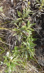 Celmisia angustifolia