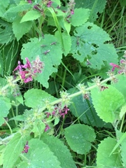 Stachys sylvatica