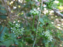 Scandia geniculata