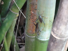 Notobitus meleagris