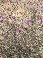Dalea formosa