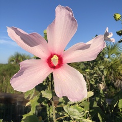 Hibiscus grandiflorus image