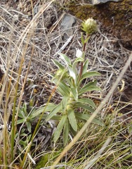 Celmisia angustifolia