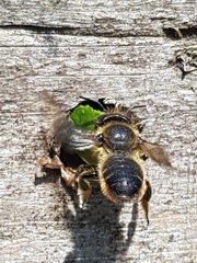 Megachile willughbiella