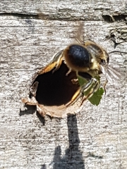 Megachile willughbiella