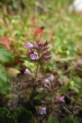 Clinopodium laxiflorum