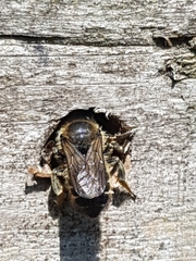 Megachile willughbiella