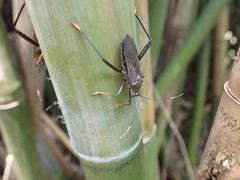 Notobitus meleagris