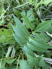 Ailanthus altissima