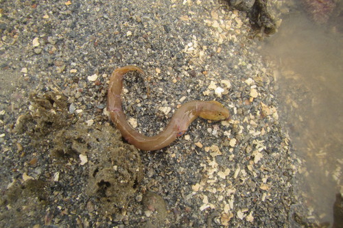 Ophidiiformes