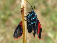 Cyanopepla scintillans