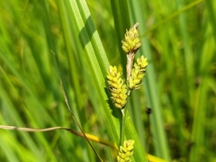 Carex hartmanii