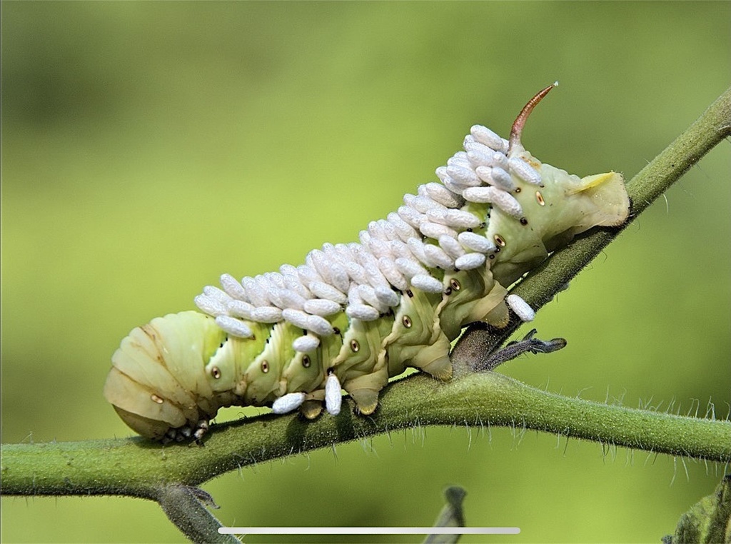 Polydnaviriformidae