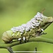 Hornworm Parasitoid Wasp Bracovirus - Photo (c) Michael K. Oliver, some rights reserved (CC BY), uploaded by Michael K. Oliver