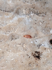 Androniscus dentiger