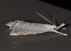 Haimbachia placidellus