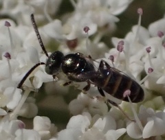 Nomioides