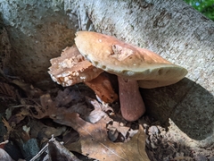 Boletus separans