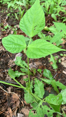 Hylodesmum glutinosum