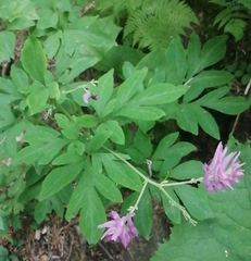 Corydalis macrantha